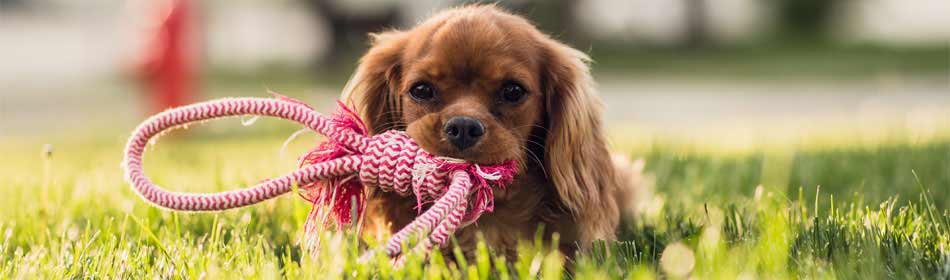 Pet sitters, dog walkers in the Abington, Montgomery County PA area