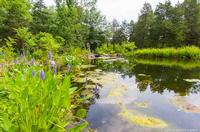 A view of one of the ponds